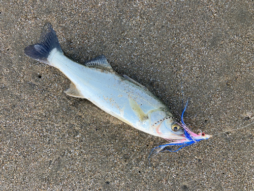 セイゴ（マルスズキ）の釣果