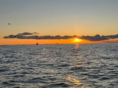 クロメジナの釣果