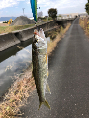 ハスの釣果