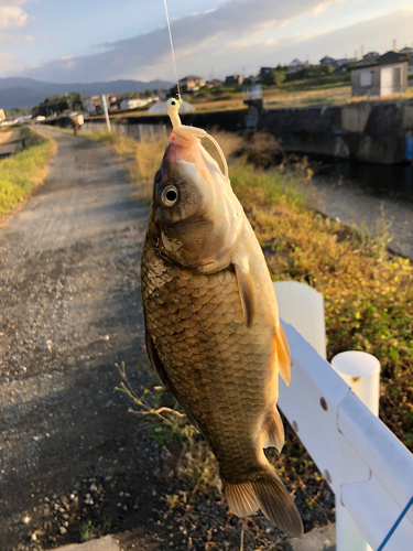 コイの釣果