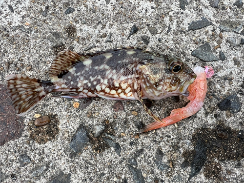 アラカブの釣果