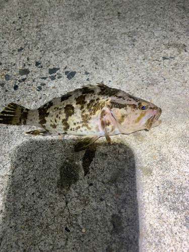 タケノコメバルの釣果