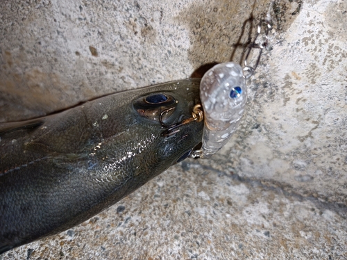 セイゴ（タイリクスズキ）の釣果