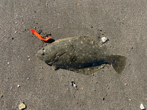 ヒラメの釣果