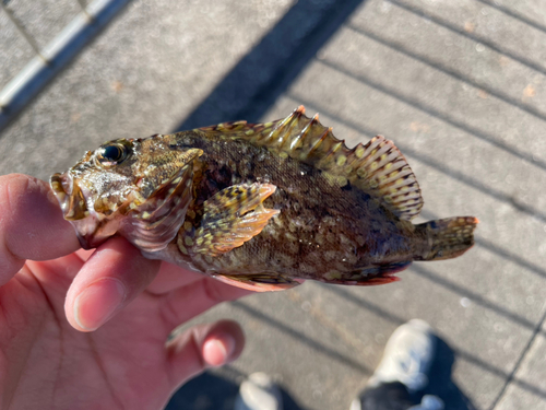 カサゴの釣果