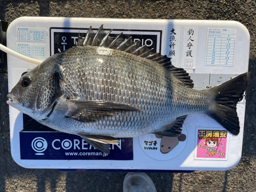 クロダイの釣果