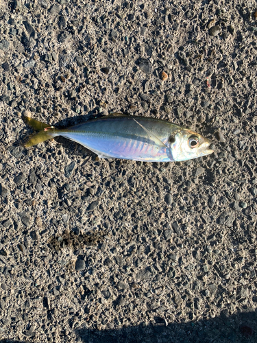 マアジの釣果