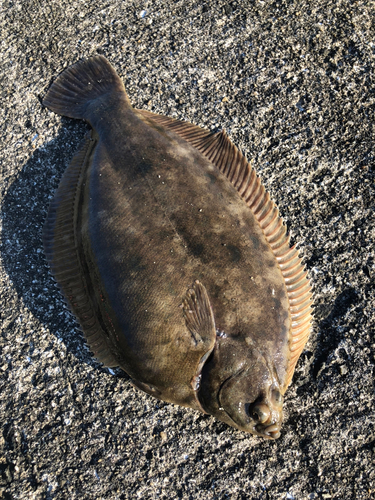 カレイの釣果