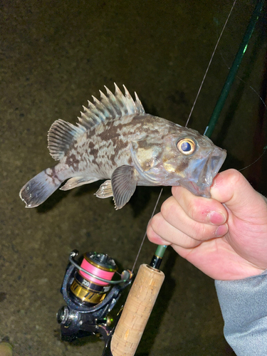 ムラソイの釣果