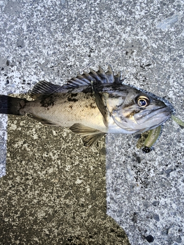 クロソイの釣果