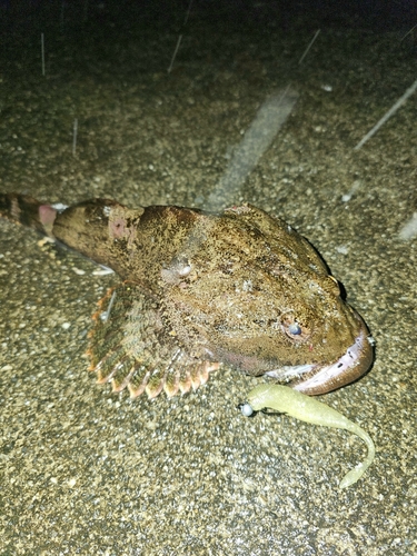 カジカの釣果