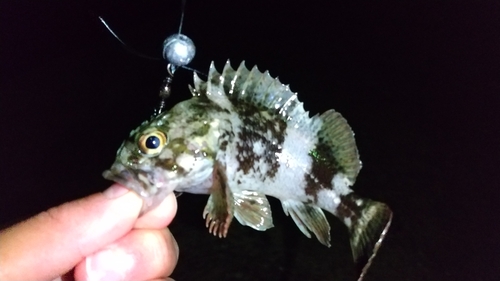 ムラソイの釣果