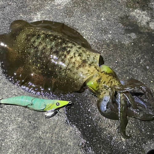 アオリイカの釣果