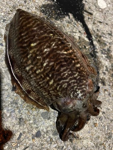 コウイカの釣果