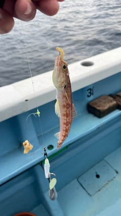 アカエソの釣果