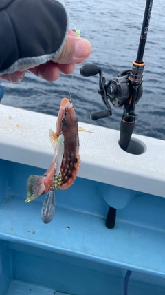 ホシササノハベラの釣果