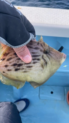 カワハギの釣果