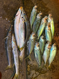 アジの釣果