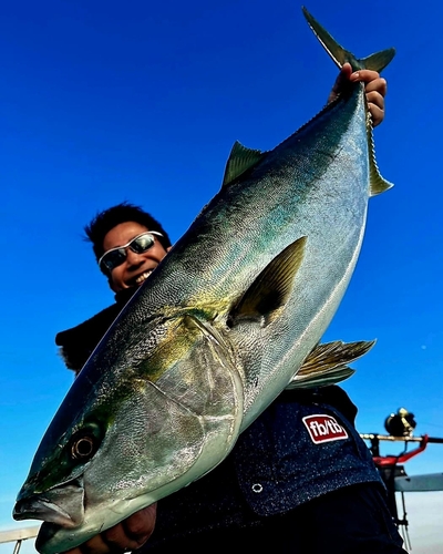 ブリの釣果