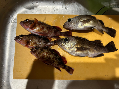 カサゴの釣果