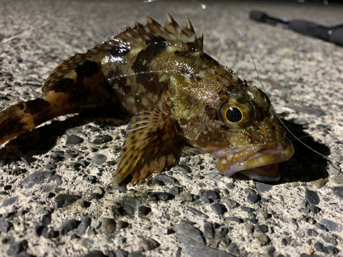 カサゴの釣果