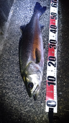 フッコ(マルスズキ)の釣果