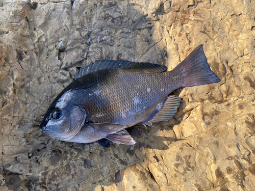 メジナの釣果