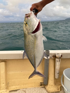 カスミアジの釣果