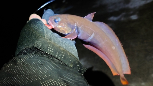 エゾイソアイナメの釣果