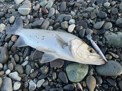 ハネ（ヒラスズキ）の釣果