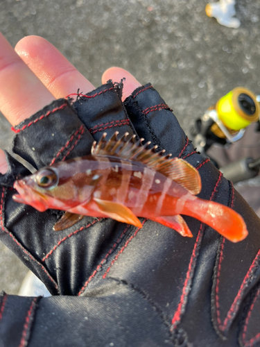 アカハタの釣果