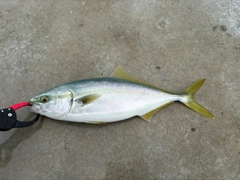 ツバスの釣果