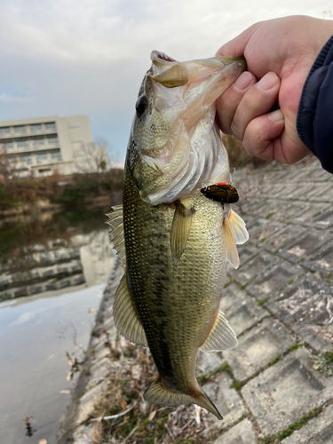 ラージマウスバスの釣果