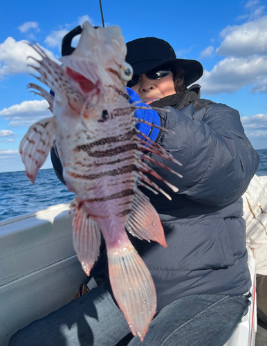 ミノカサゴの釣果