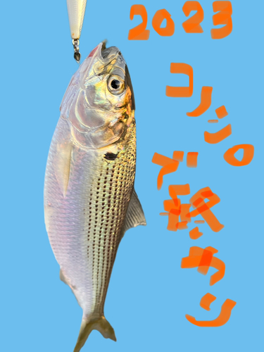 コノシロの釣果