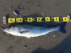 スズキの釣果