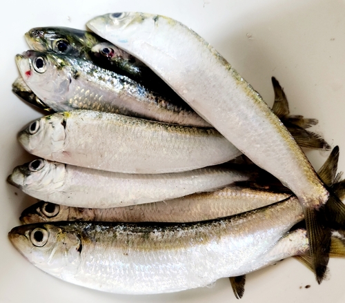 カタボシイワシの釣果