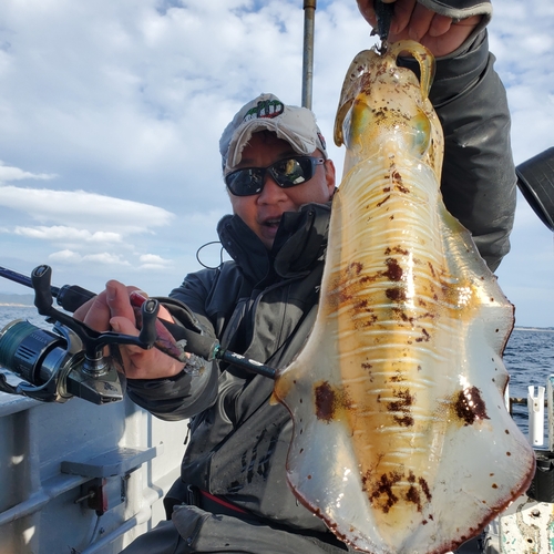 アオリイカの釣果