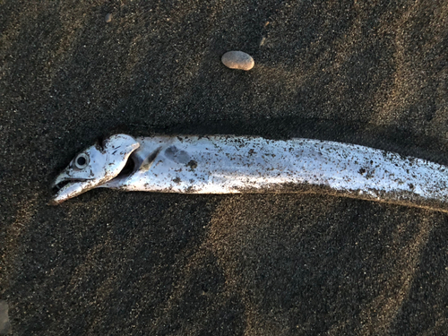 タチウオの釣果