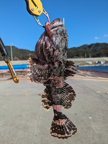 ギスカジカの釣果