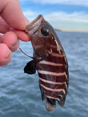 マハタの釣果