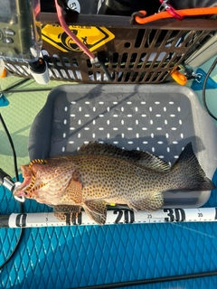 オオモンハタの釣果