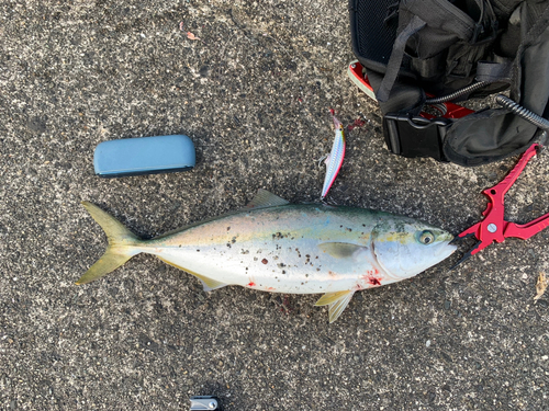 ヤズの釣果