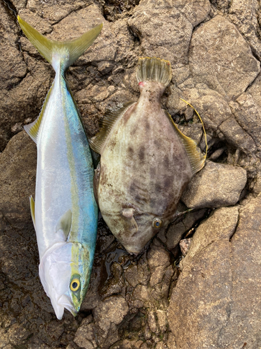 カワハギの釣果