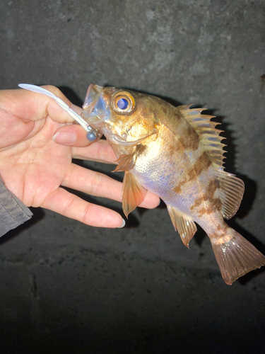 メバルの釣果