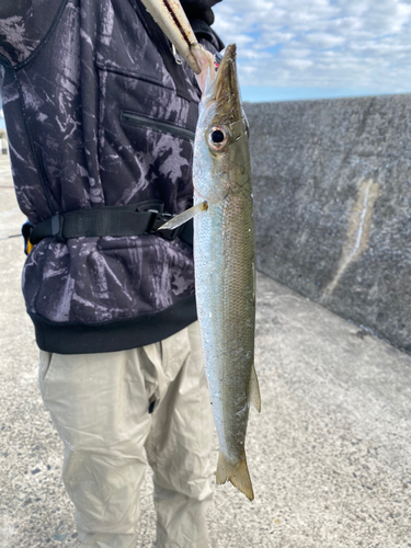 カマスの釣果