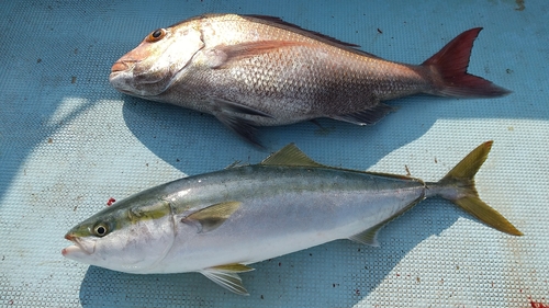 タイの釣果