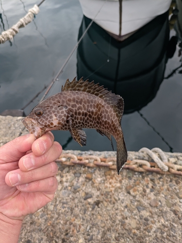 オオモンハタの釣果