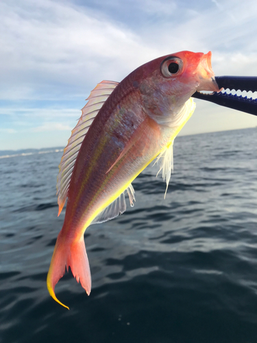 ソコイトヨリの釣果