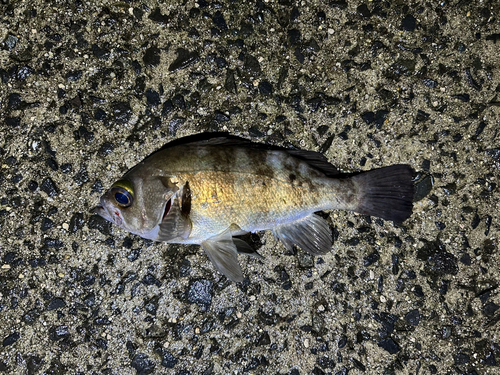 シロメバルの釣果